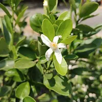 flor de azahar