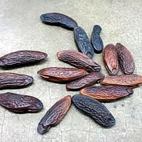 haba tonka