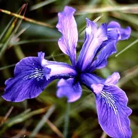 iris