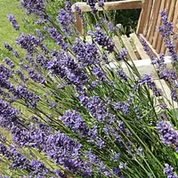 Lavanda