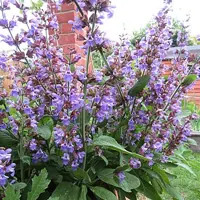 salvia