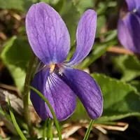 Violeta